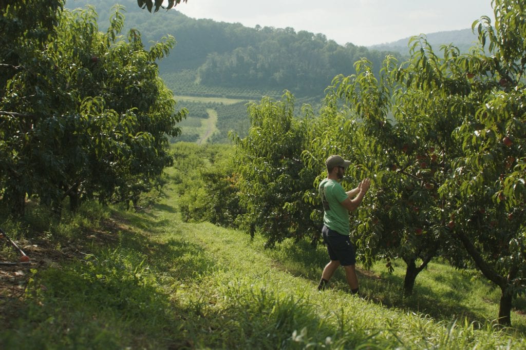 Man picking apples at orchard