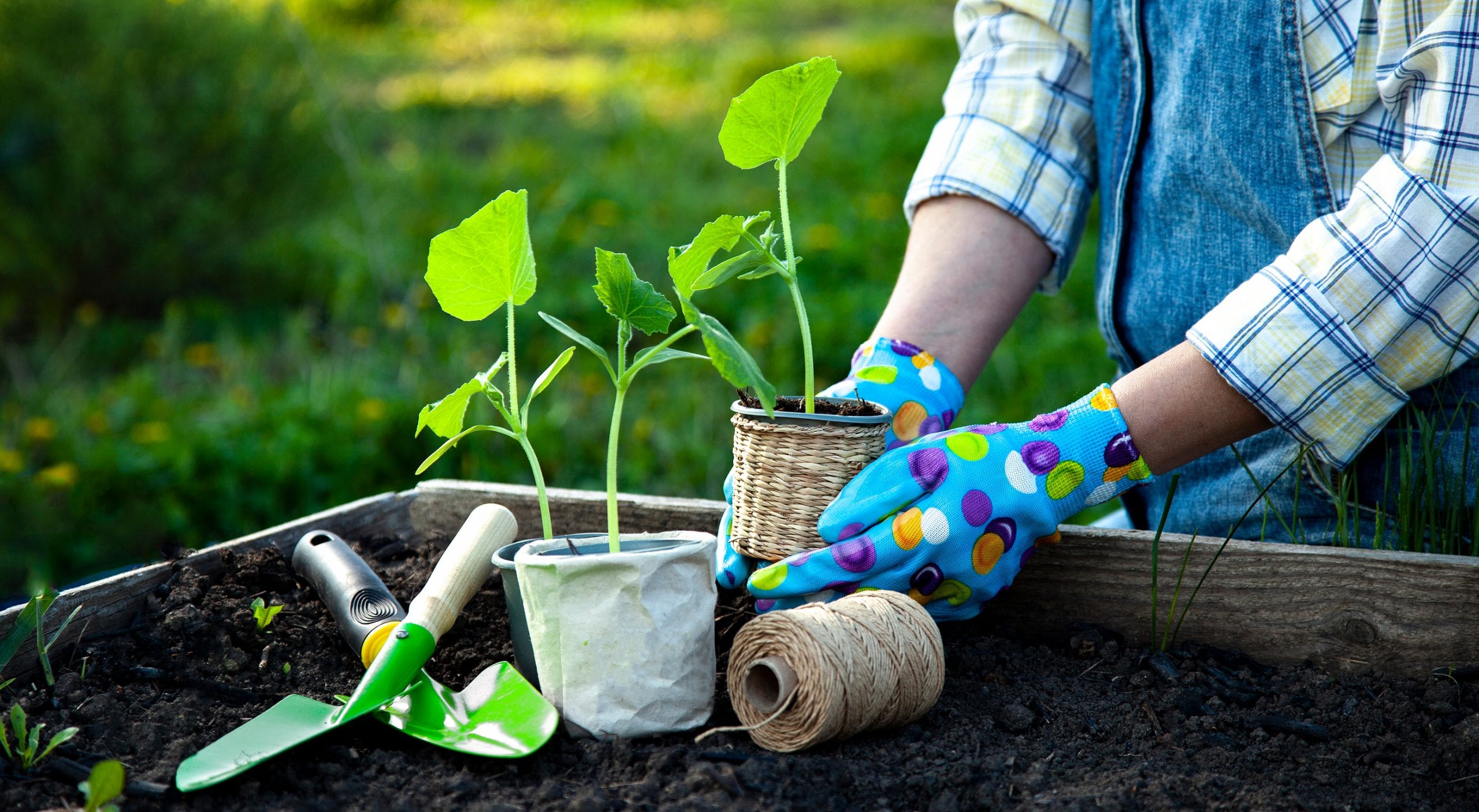 Woman Gardener hands in gardening gloves planting Sprouts in the