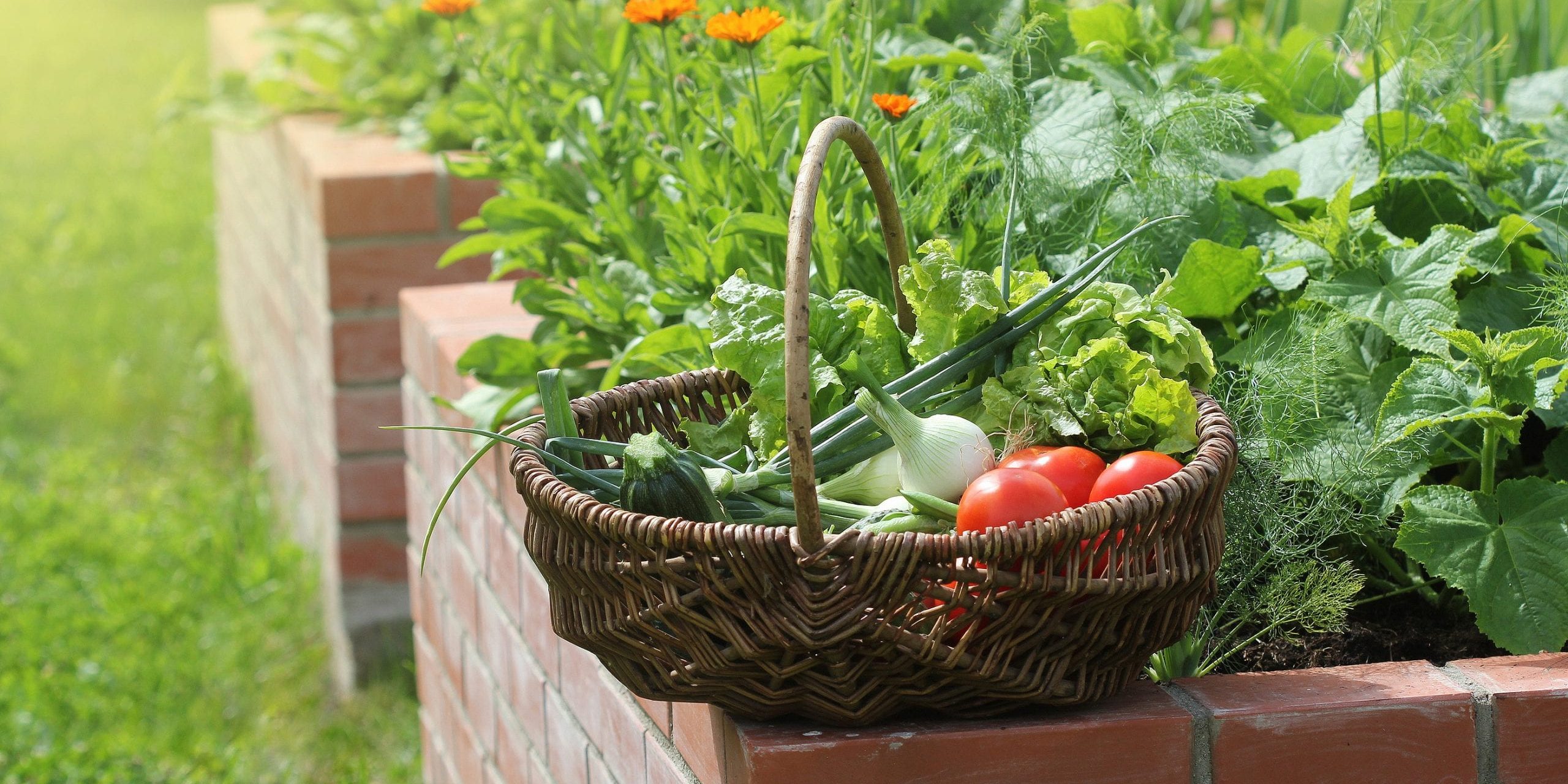Basket With Vegetables. Raised Beds Gardening In An Urban Garden