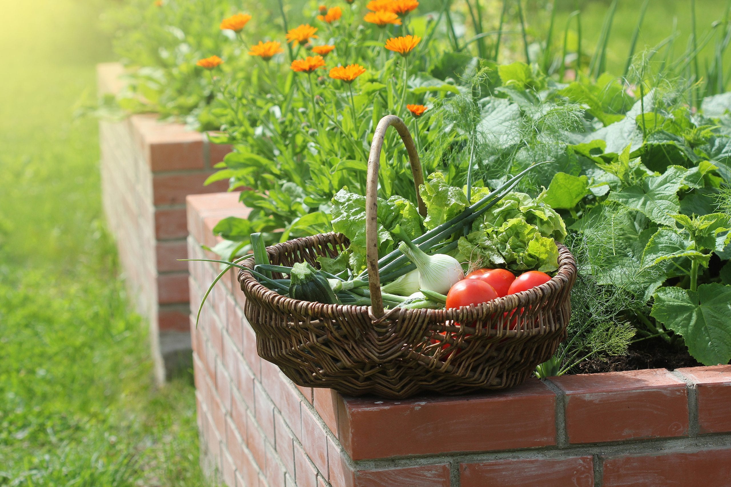 Basket With Vegetables. Raised Beds Gardening In An Urban Garden
