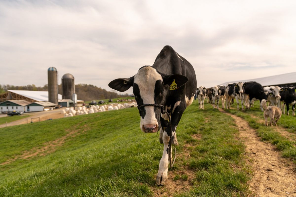Cows in a field