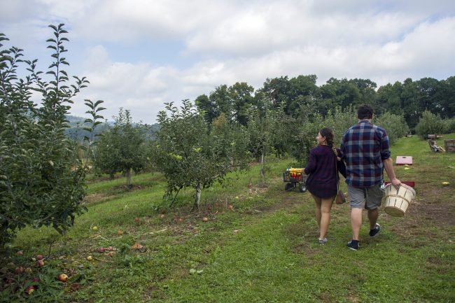 Couple walking through an apple orchard in Berks County, Pennsylvania