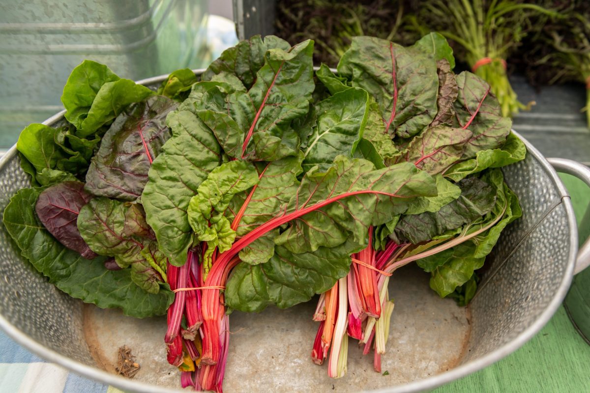 West Reading Farmers Market-13 (1)