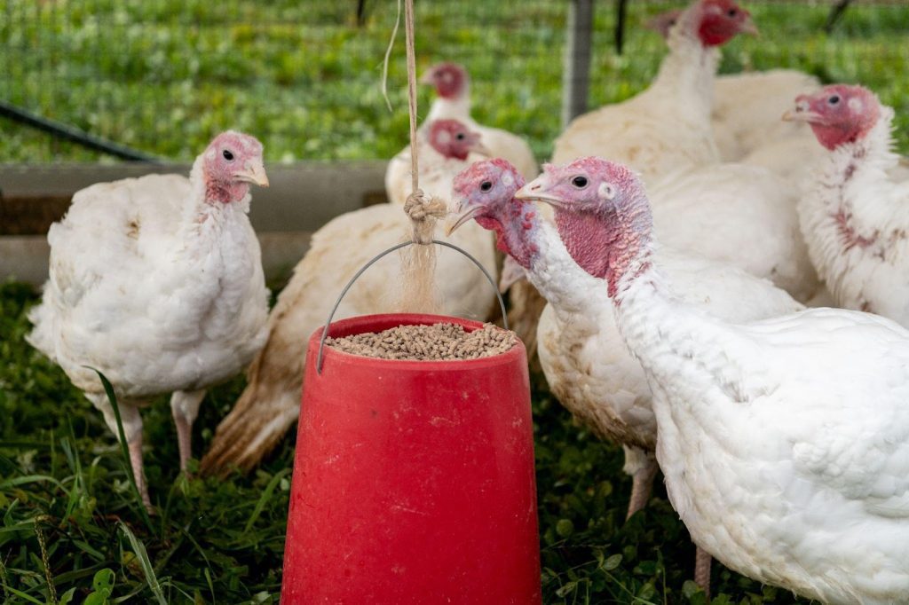 Group of turkeys at Bendy Brook Farm