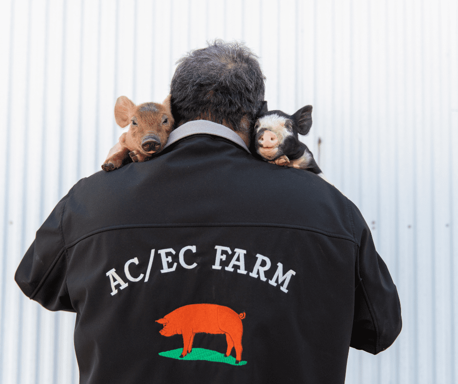 ACEC piglets