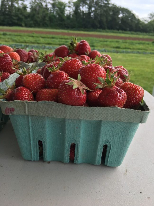 Basket of strawberries at a pick-your-own farm in Berks County.