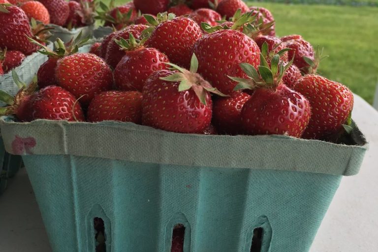 Basket of strawberries at a pick-your-own farm in Berks County.