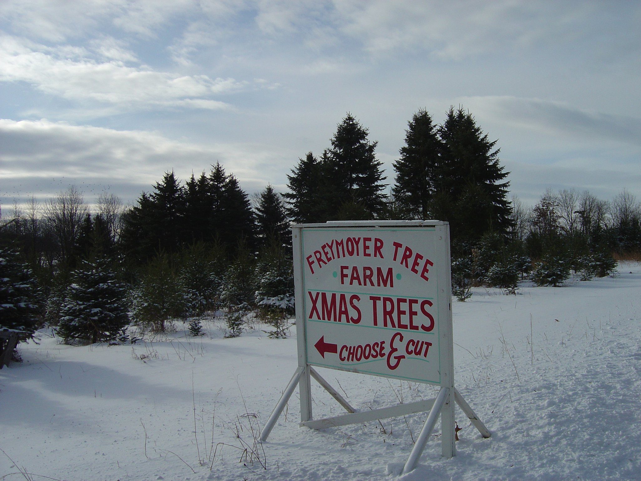 Freymoyer Christmas Tree Farm Grow Together