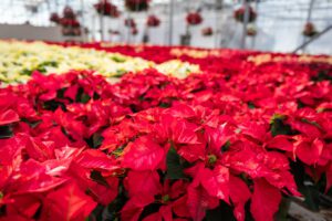 Red and white poinsettia flowers in Glick's Greenhouse in Berks County, PA