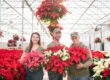 Red poinsettia flowers in Glick's Greenhouse in Berks County, PA