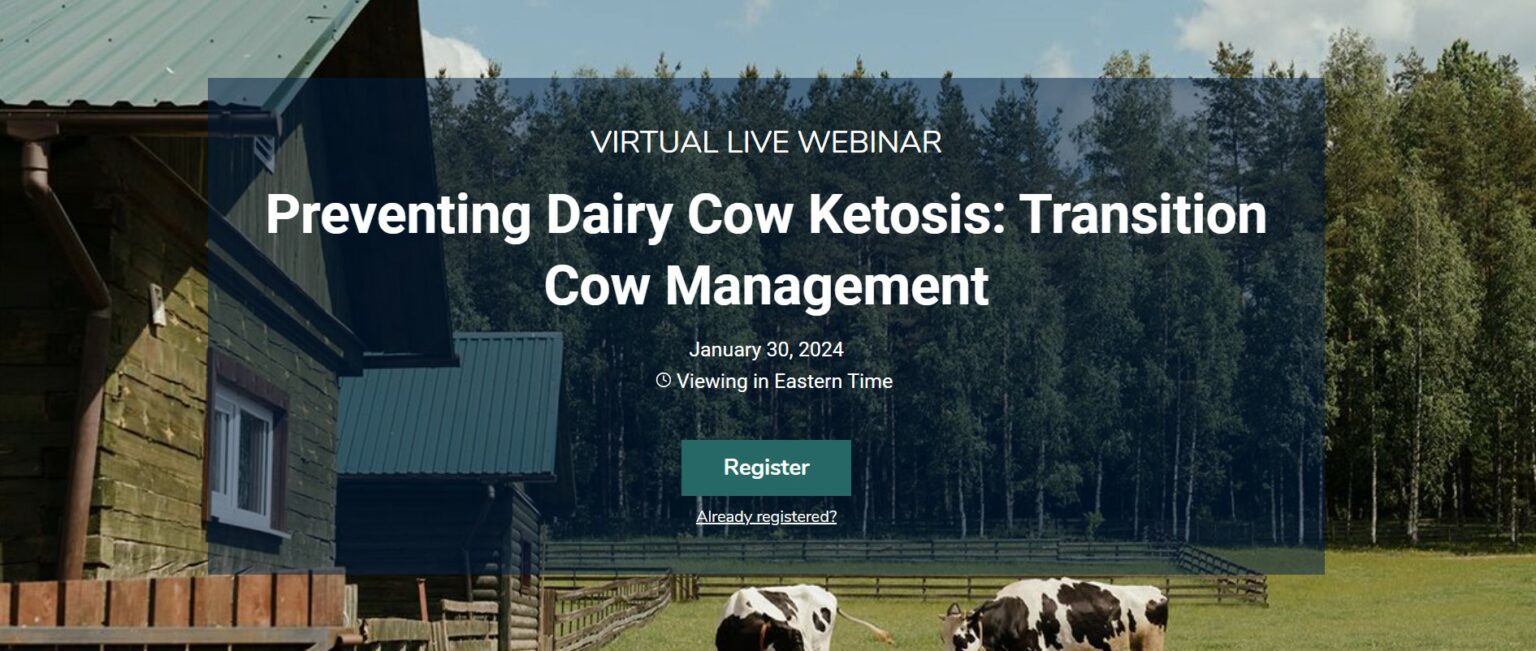VIRTUAL LIVE WEBINAR Preventing Dairy Cow Ketosis Transition Cow